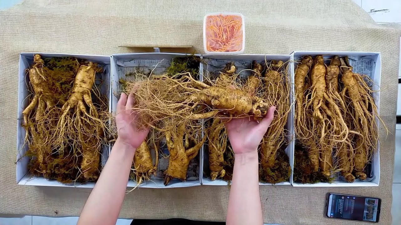 Sâm tươi giá bao nhiêu