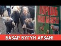 Базардын баасы  бүгүн  арзан! Куршаб  Мал Базары!