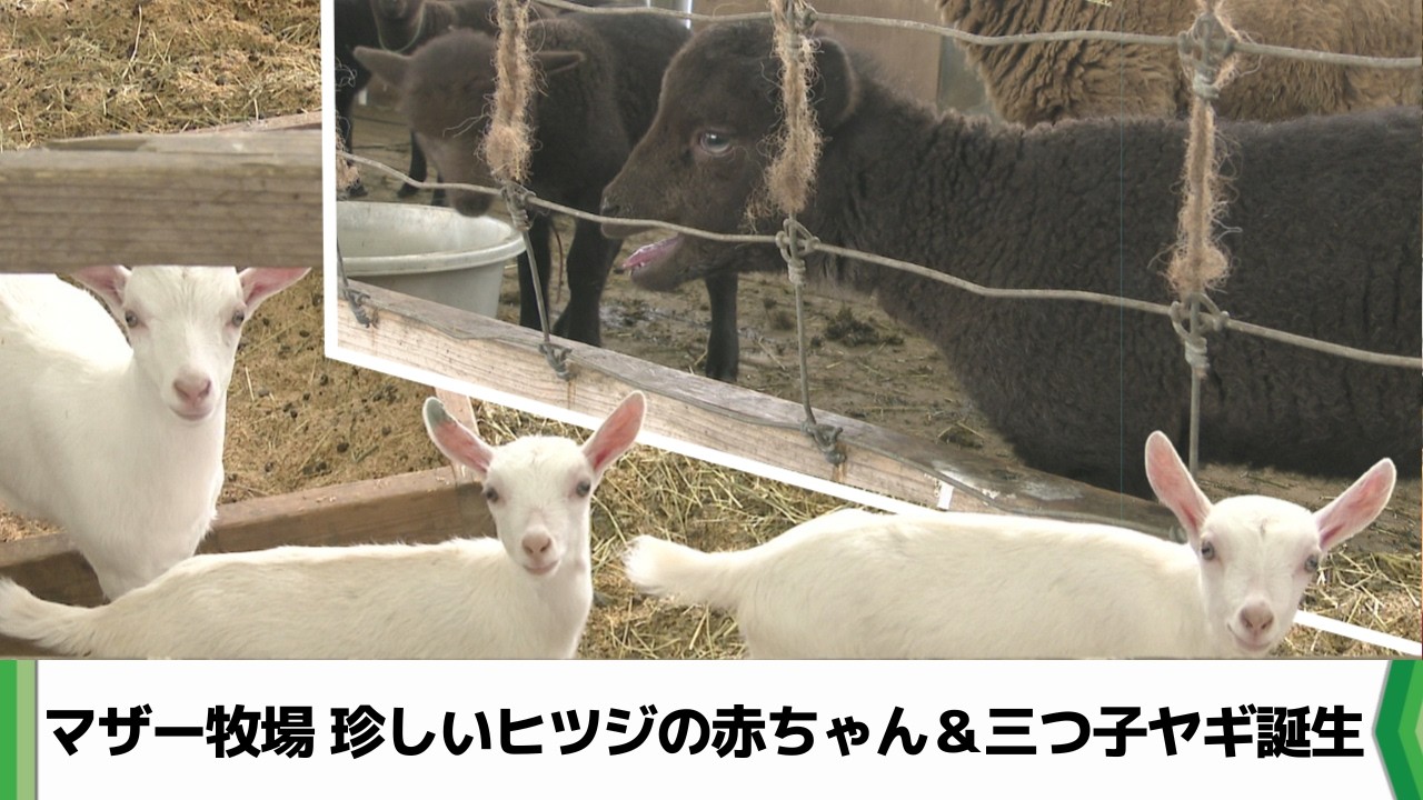 Mother Farm in Futtsu, Chiba: 7 Rare Lambs & Triplets Goats Born