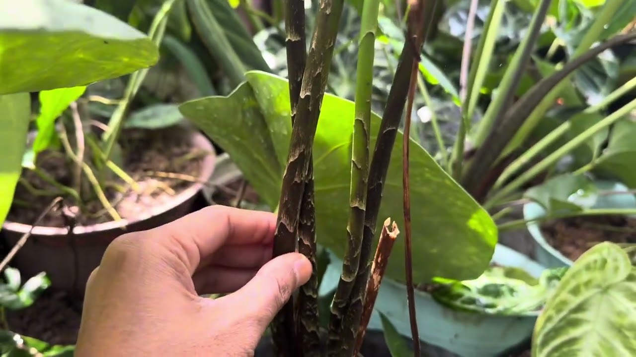 Bentuk & Warna Gak Biasa! Ini Dia Cyrtosperma Hybrid Paling Unik!