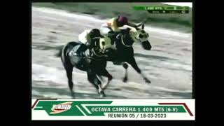 8va. carrera | Azzam | Hipódromo Nacional de Valencia | Reunión 05 | 2023