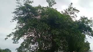 Trees dancing in the wind