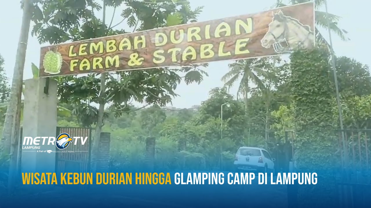 Wisata Kebun Durian Hingga Glamping Camp di Lampung