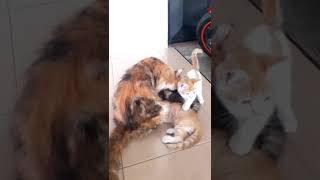 Kucing Lagi Menyusui Anaknya