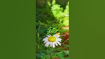 اللَّهُ لَطِيفٌ بِعِبَادِهِ 💙💚حالات واتس اب تلاوة هادئة بصوت جميل Quran Status 🌷