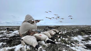 INSANE Late Season Solo Goose Hunting (Limited Out)