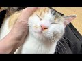 甘えん坊みつ