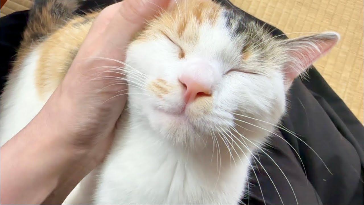 甘えん坊みつ