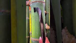 Extremely Satisfying Bamboo Scraping ASMR (No Talking)