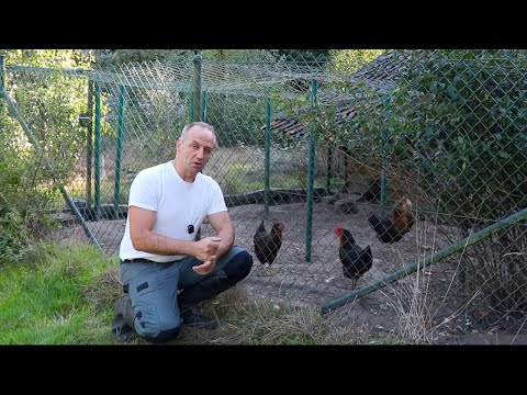 Hollowed out chicken after marten attack