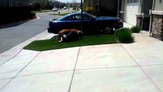 Leonberger happy greeting