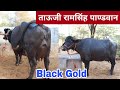 ताऊजी राम सिंह पांडवान के पास एक बार फिर से शानदार मुर्राह पशुधन || Black Gold Murrah Animals 😍
