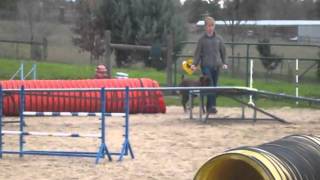Tobi's First Agility Class!  (Flawed vid...)
