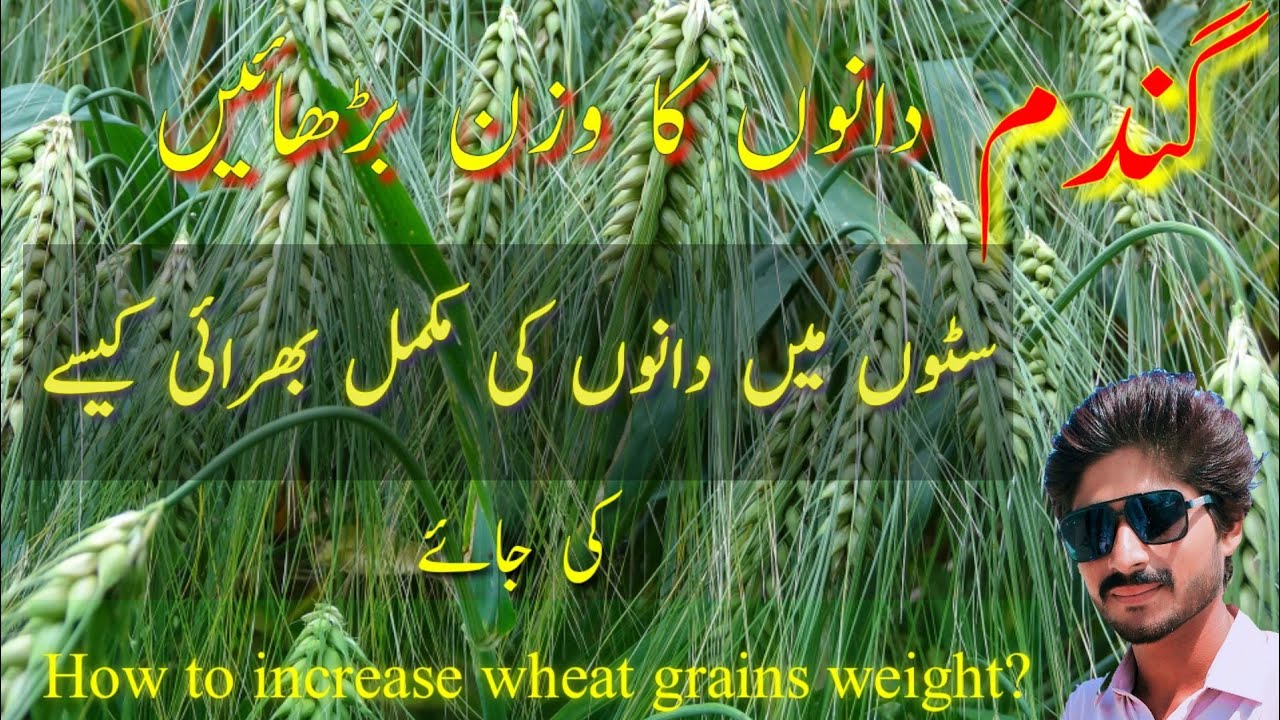 How to increase wheat grains weight! grain filling stage in wheat crop