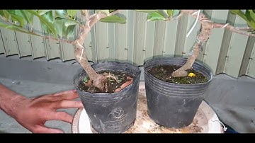 Giao lưu mai cúc thọ hương và đại lộc ngày 07,02,2022 ĐT 0977329080 hiền