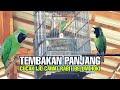 Tembakan Panjang Cucak Ijo Cawat Rabit Belum Hoki Mp3 - Mp4 Download