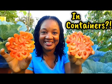 The Rewards Of Gardening! Beautiful Harvest From My Container Garden 