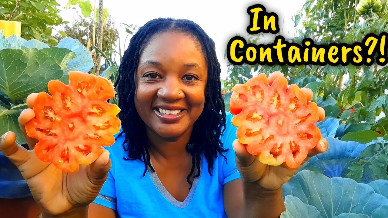 Награды садоводства! Прекрасный урожай с моего контейнерного огорода.