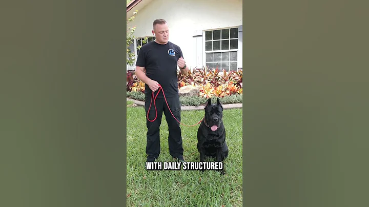 What YOU Need to Know Before Getting a Cane Corso