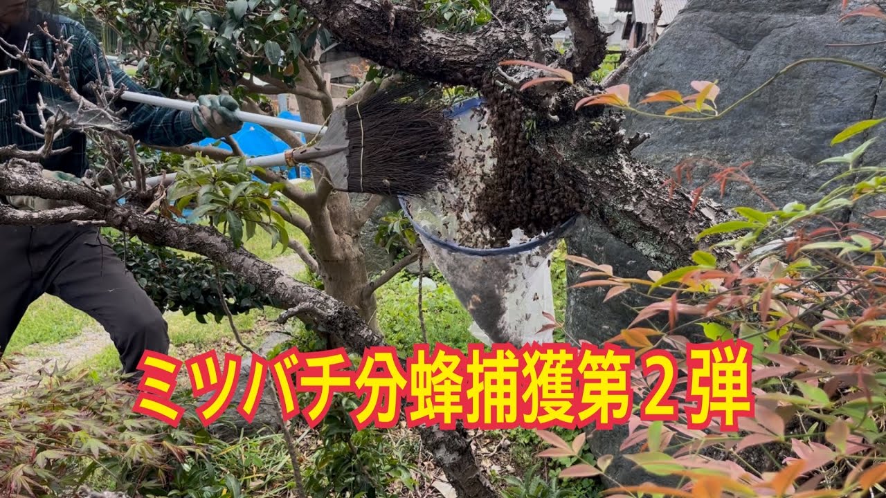 Vlog #317 Honeybee Swarm Capture Part 2 - YouTube