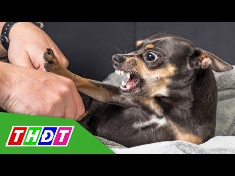 Video Cách xử lý khi bị chó, mèo cắn | THDT - youtube