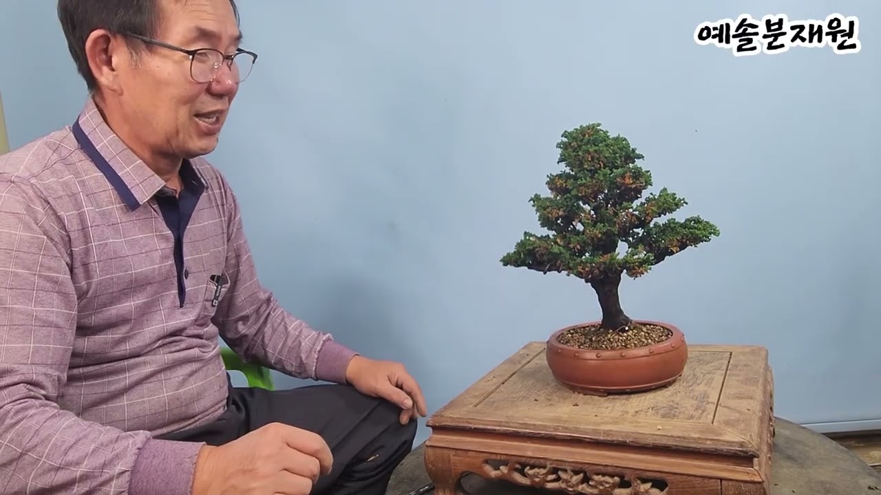 분재관리 624강 약해진 석화회- 이렇게 하면 살아납니다