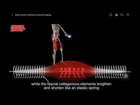 Elastic recoil in walking running and hopping