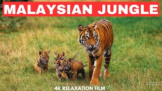 Malaysian Jungle 4K - Amazing Asian Tropical Rainforest With Exotic Animals | Scenic Relaxation Film