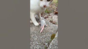 Zullen de buitenkatten het kattenkruidmuisje leuk vinden dat ik voor ze heb gekocht?