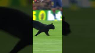 قطة تدخل ملعب كرة القدم !