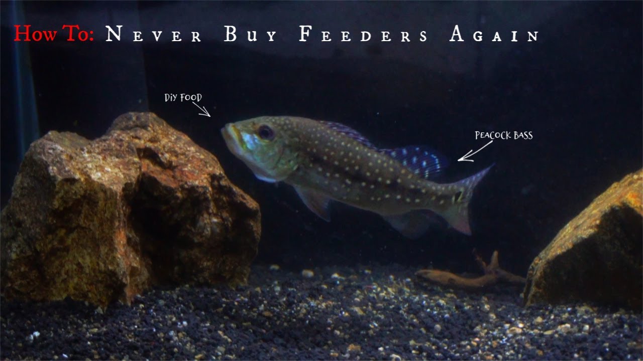 Getting Your Peacock Bass To Eat Non Living Food YouTube
