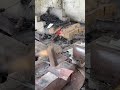 The process of making a grass cutting tool — forged by fire and shaped by hand #blacksmith