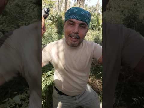 احلى صيد ويه الضلوع عباس وهاشم في بدره سيد صفر 