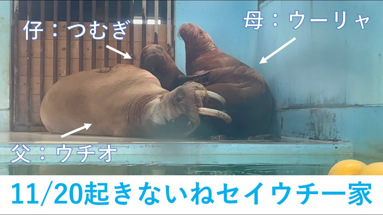 11/20朝のセイウチ一家 - YouTube