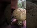 Horse mushroom forager mushroom forage foraging wildfood mushrooms