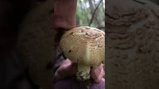 Horse Mushroom #forager #mushroom #forage #foraging #wildfood #mushrooms