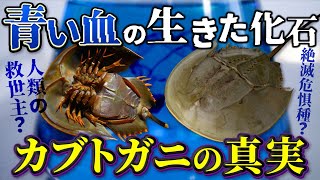 カブトガニは何者なのか？青い血をもつ絶滅危惧種「生きた化石」を徹底