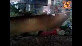 ikan arwana perak terbesar berusia lebih 6 tahun