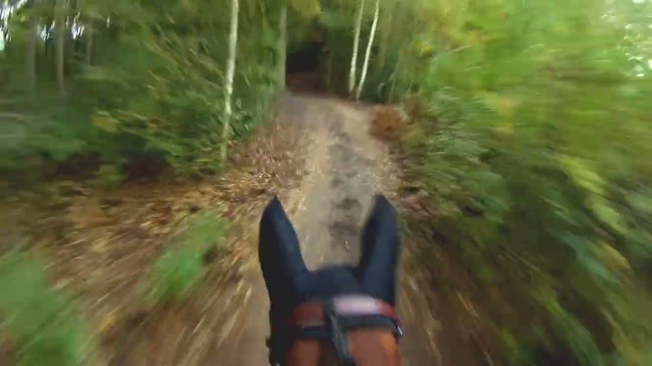 Sgw Hattem 2025 klasse Z Jaranga (Indorado X Harley VDL)