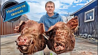 ‼️ Забой‼️ Убрали двух огромных хряков. 