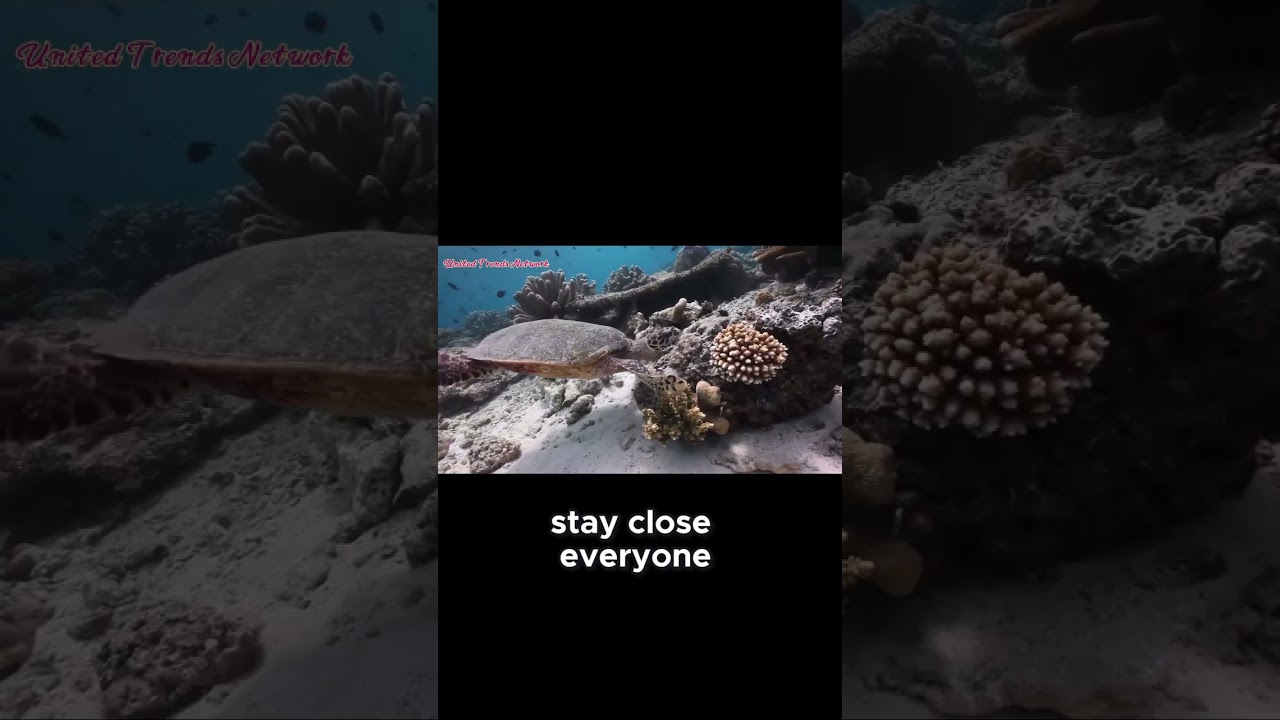 Goldie Leads the Way in EPIC Coral Maze Chase! United Trends Network 