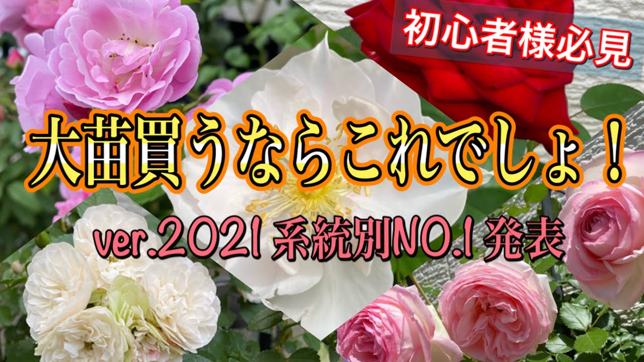 ver.2021 [Large Seedlings] If you're looking to buy one, this is