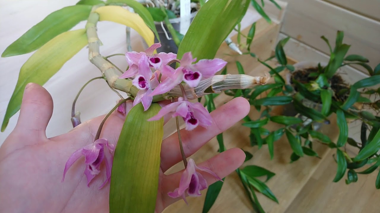 Coelogyne Fimbriata 🙂