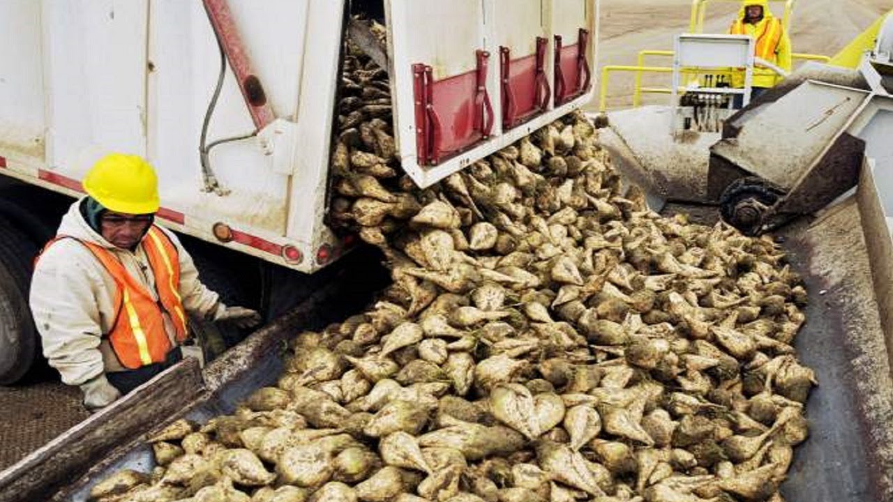 Amazing Modern Technology Automatic Sugar Beet Processing Plant YouTube