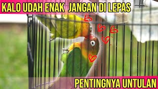 Pentingnya untulan untuk LOVEBIRD