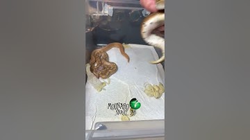 🐍First Shed🧪