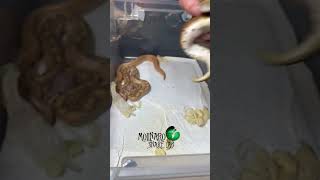 🐍First Shed🧪 Net Worth