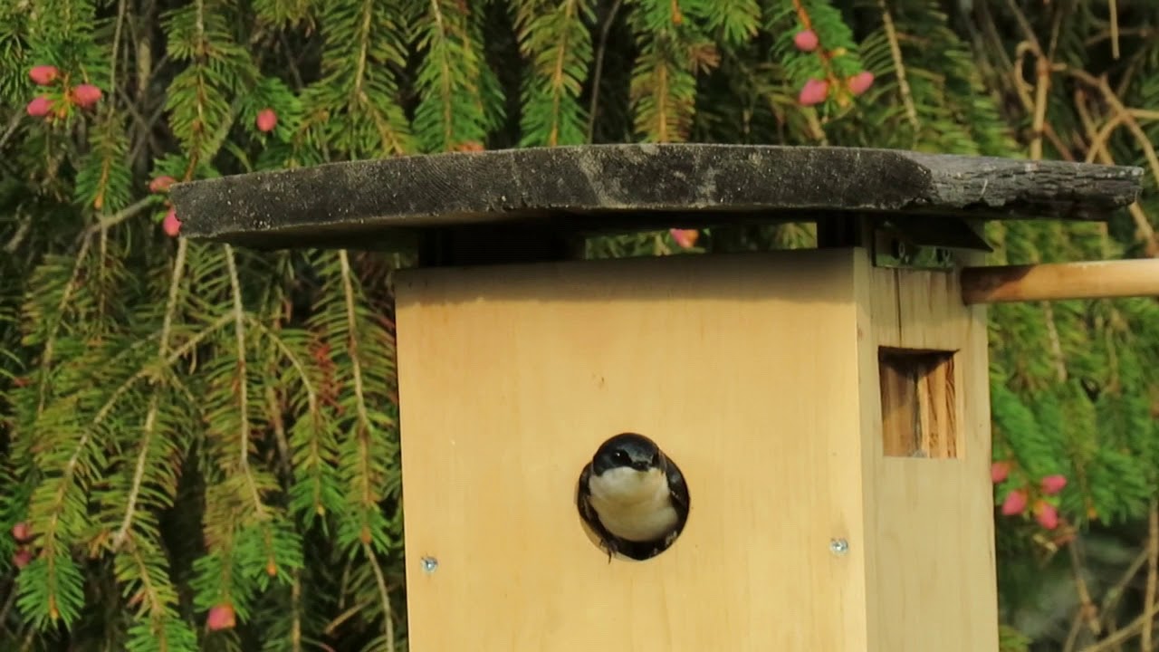 Vidéo accouplement Hirondelles bicolores et femelle au nichoir - YouTube