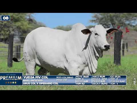 LOTE 08   YUDJA FIV COL