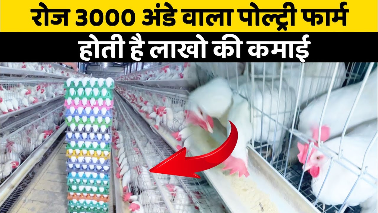 महीना लाखो कमाई वाला अनोखा Poultry Farm 😯😯  | Indian Farmer | #shorts